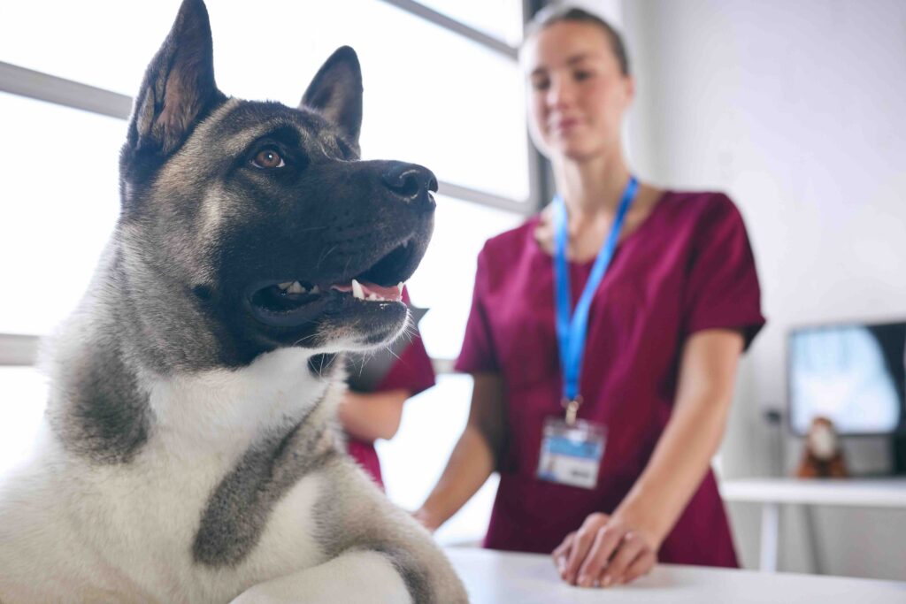 Close Up Of Female Vet Examining Dog