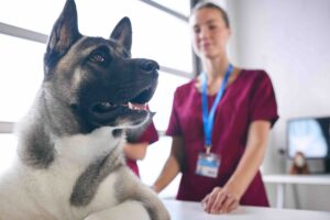 Close Up Of Female Vet Examining Dog